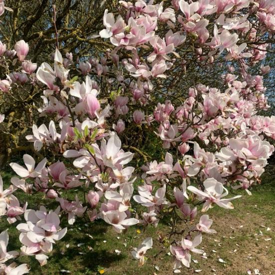 Foto af blomstrende tulipantræ