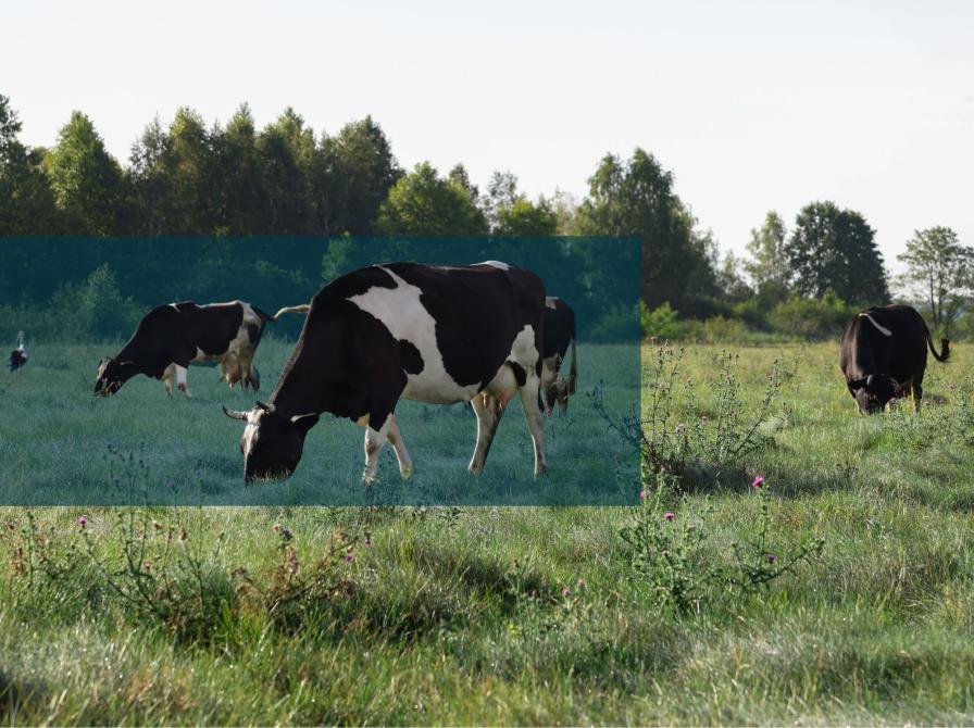 Sort-hvide køer græsser på en åben, grøn mark med træer i baggrunden.